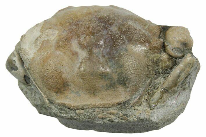 Eocene Fossil Crab (Pulalius) - Washington State #354969